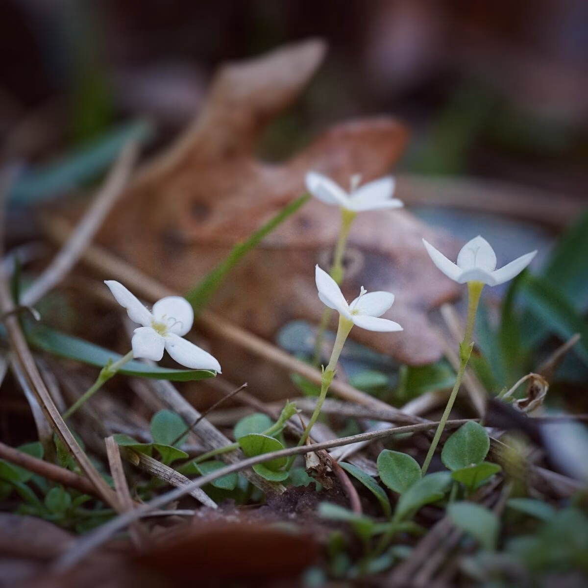 What does a Gypsophila flower symbolize?