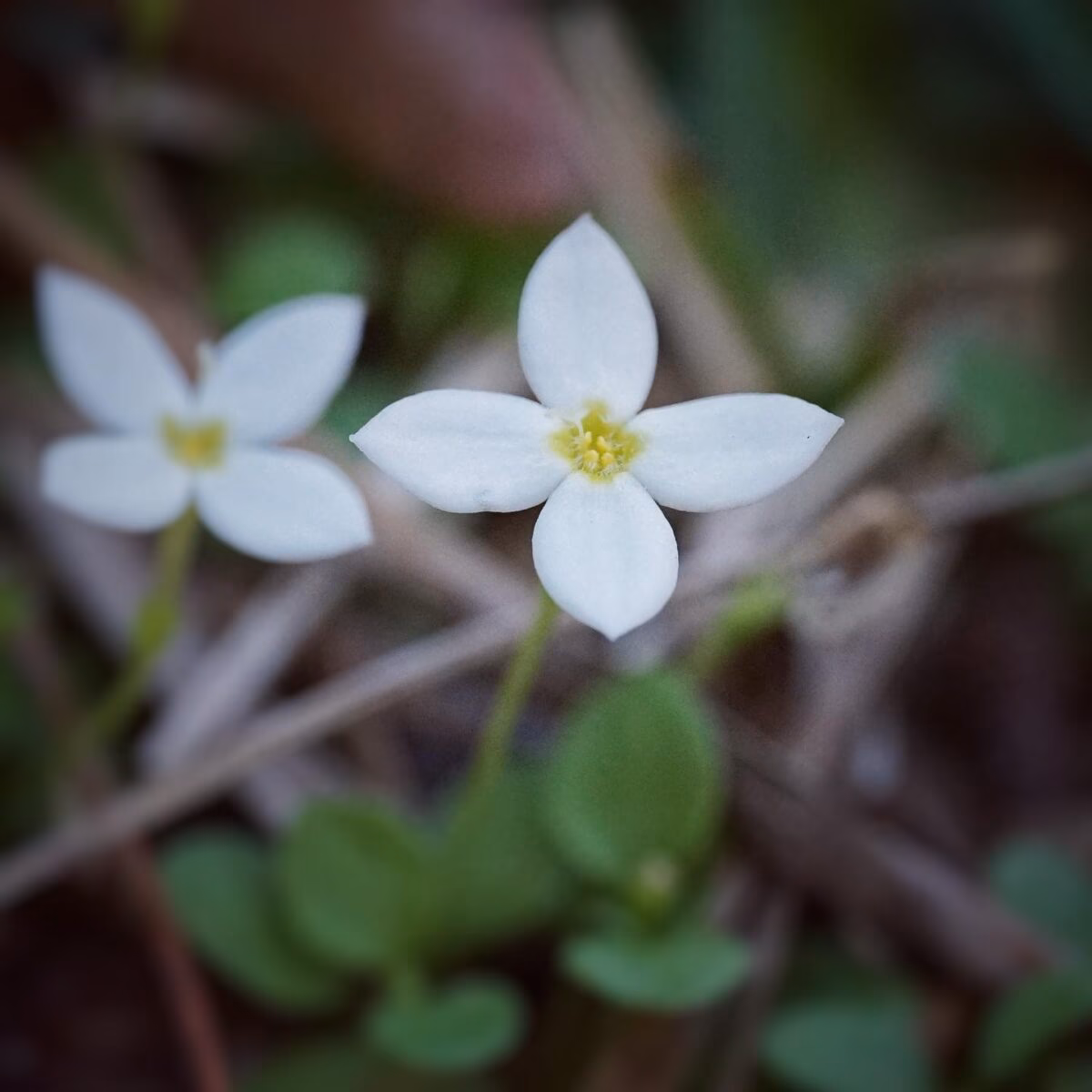 What does a flower symbolize?