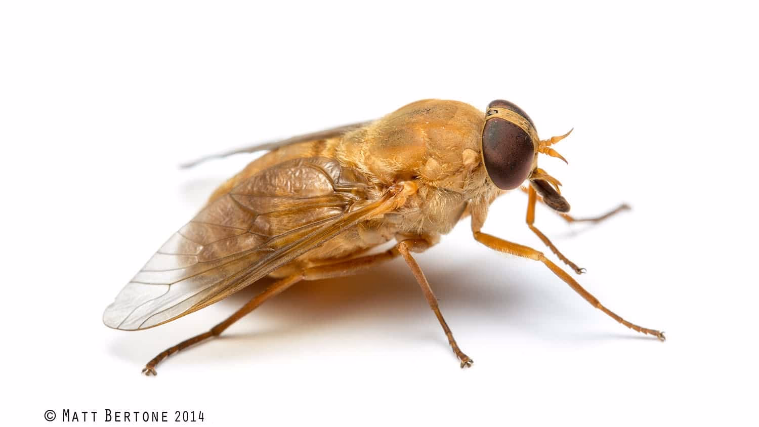 What is fly dangerous?