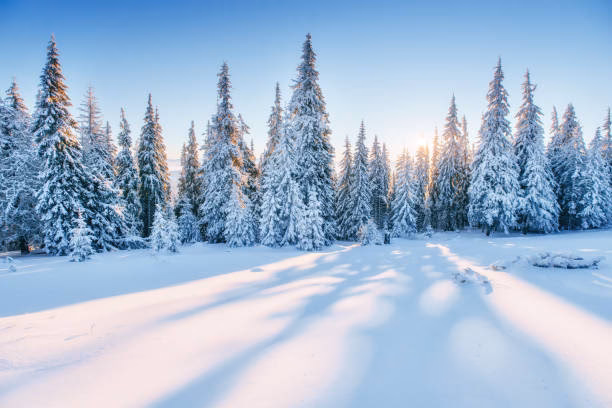 What is the snowy forest?