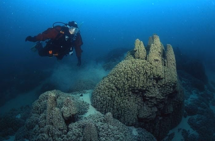 What is crushed coral in freshwater tanks?