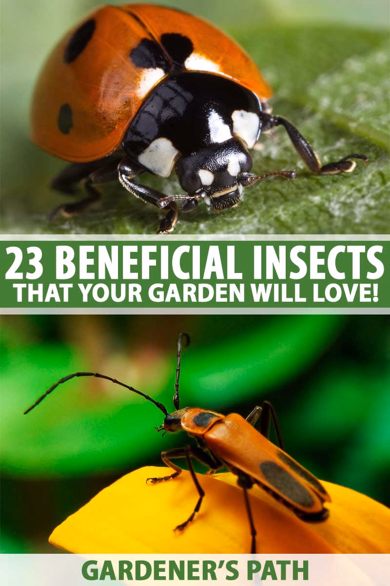 Are fuzzy funky beetles friendly?