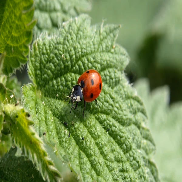 How do insects help eliminate harmful garden bugs?