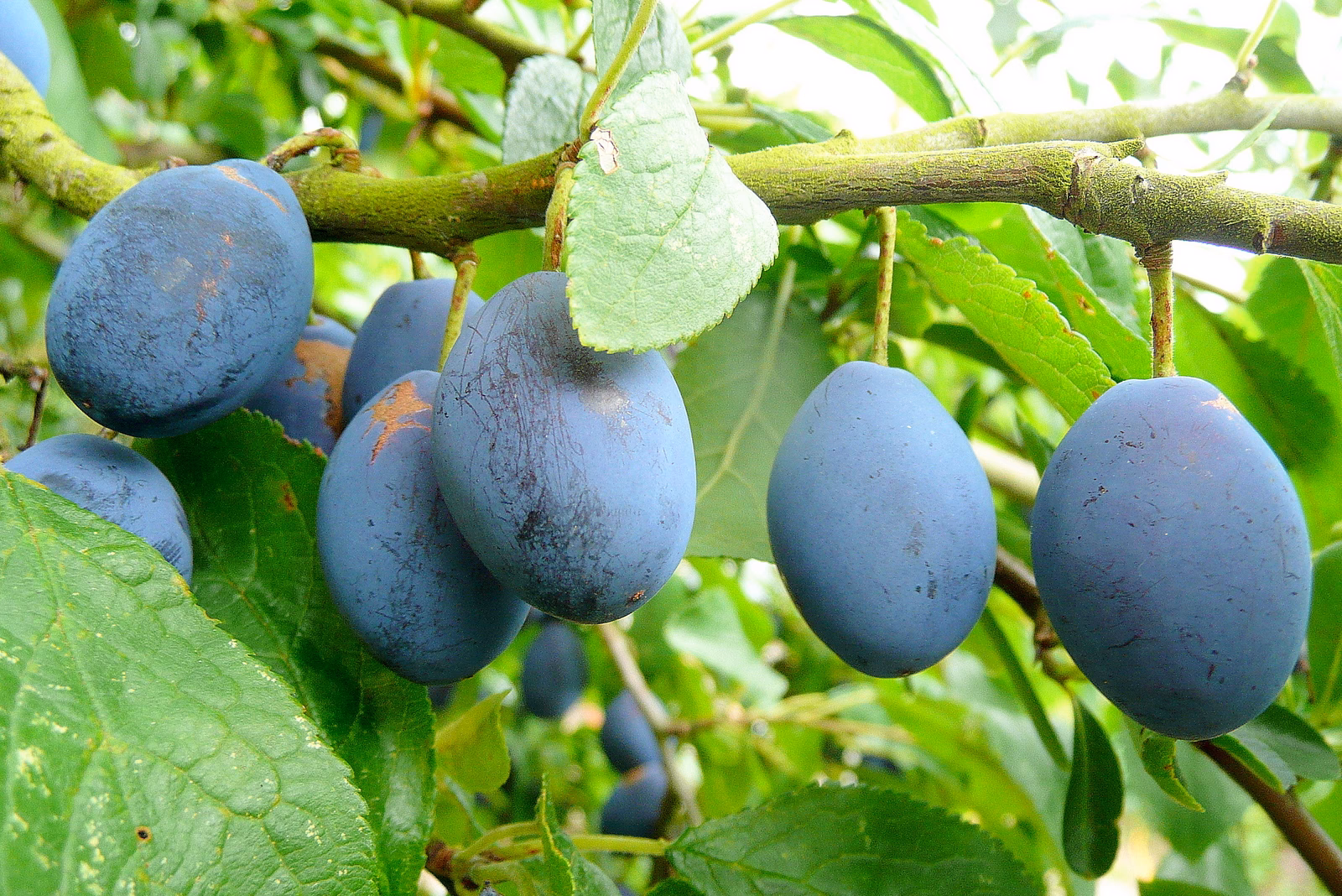 Is Plum a healthy fruit?