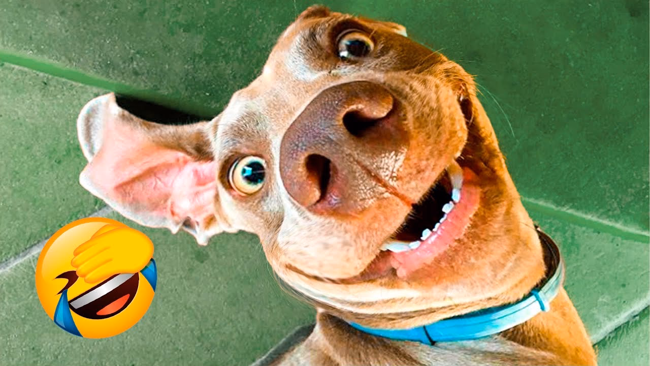 What is Funny Pet Videos?