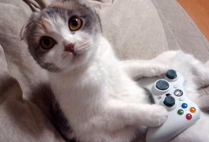 Who is the gamercat?
