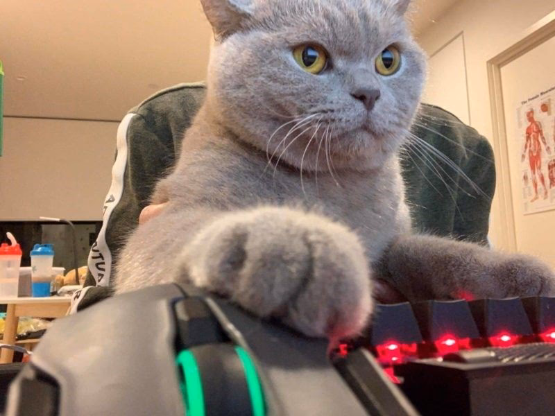 Is gaming cat GIFs translated?