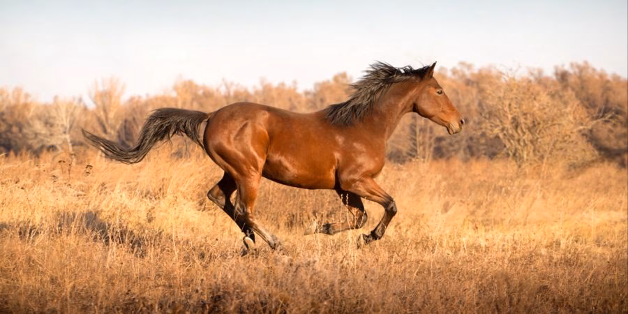 Wie schnell läuft ein Pferd?