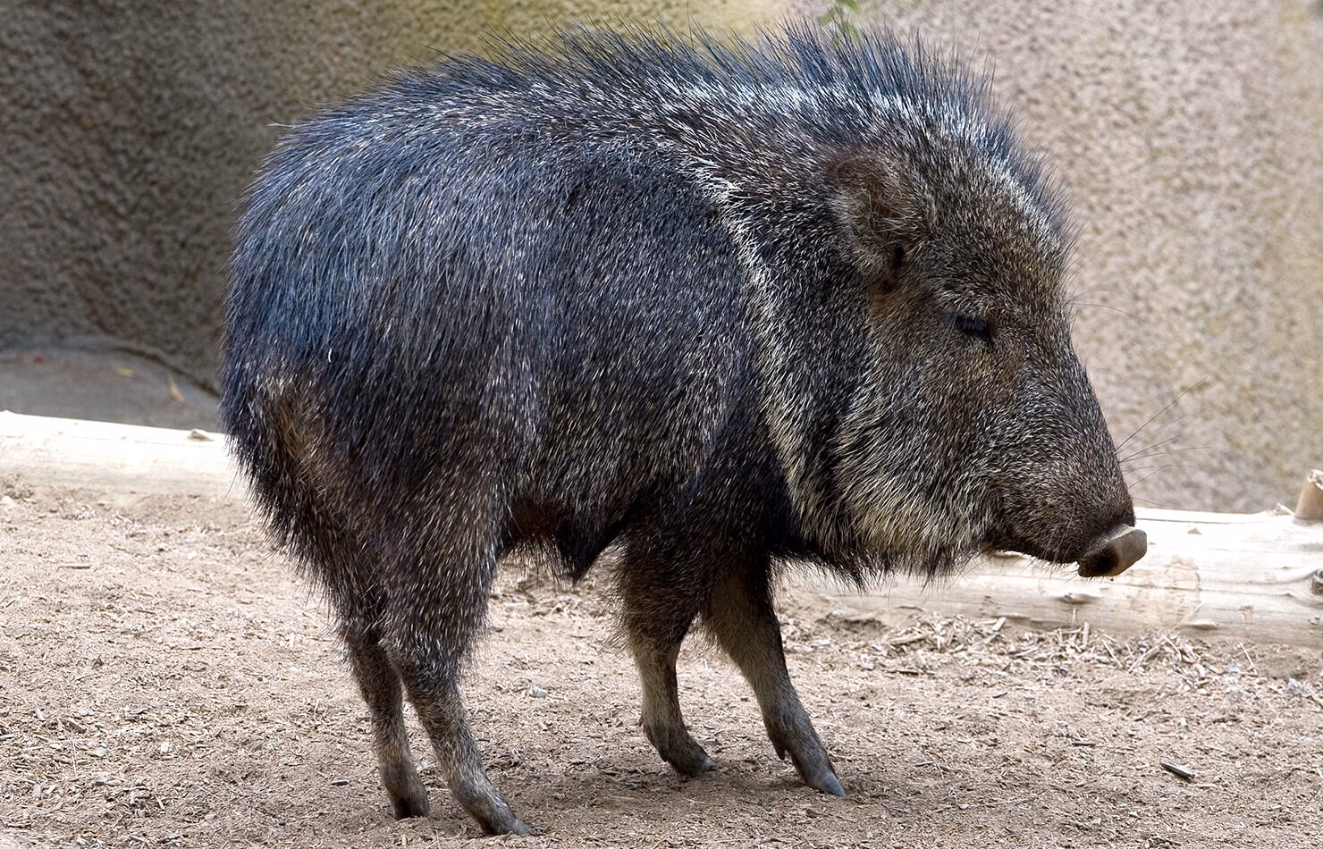 How many types of peccaries are there?