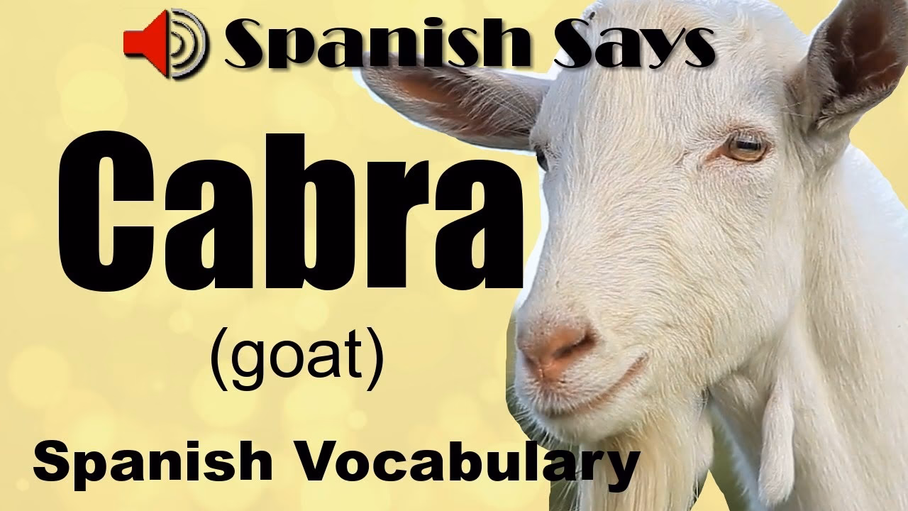 Where did Spanish goats come from?