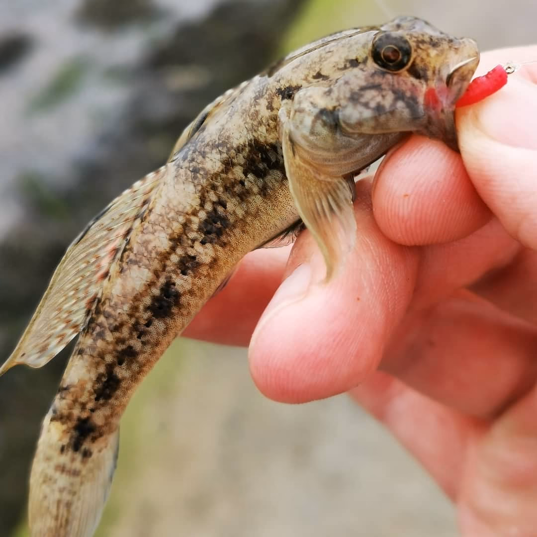 Are goby baits good for fish?