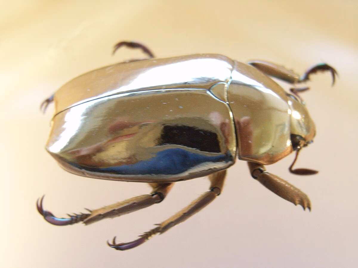What is a Gold Scarab?