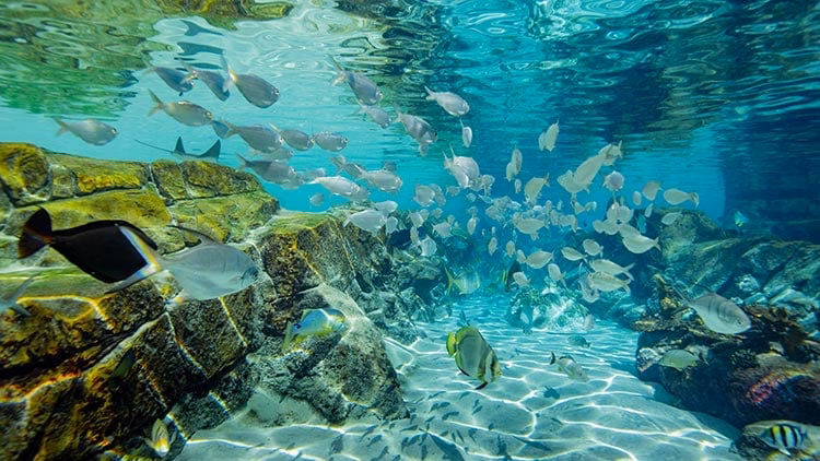 What is the Grand Reef known for?