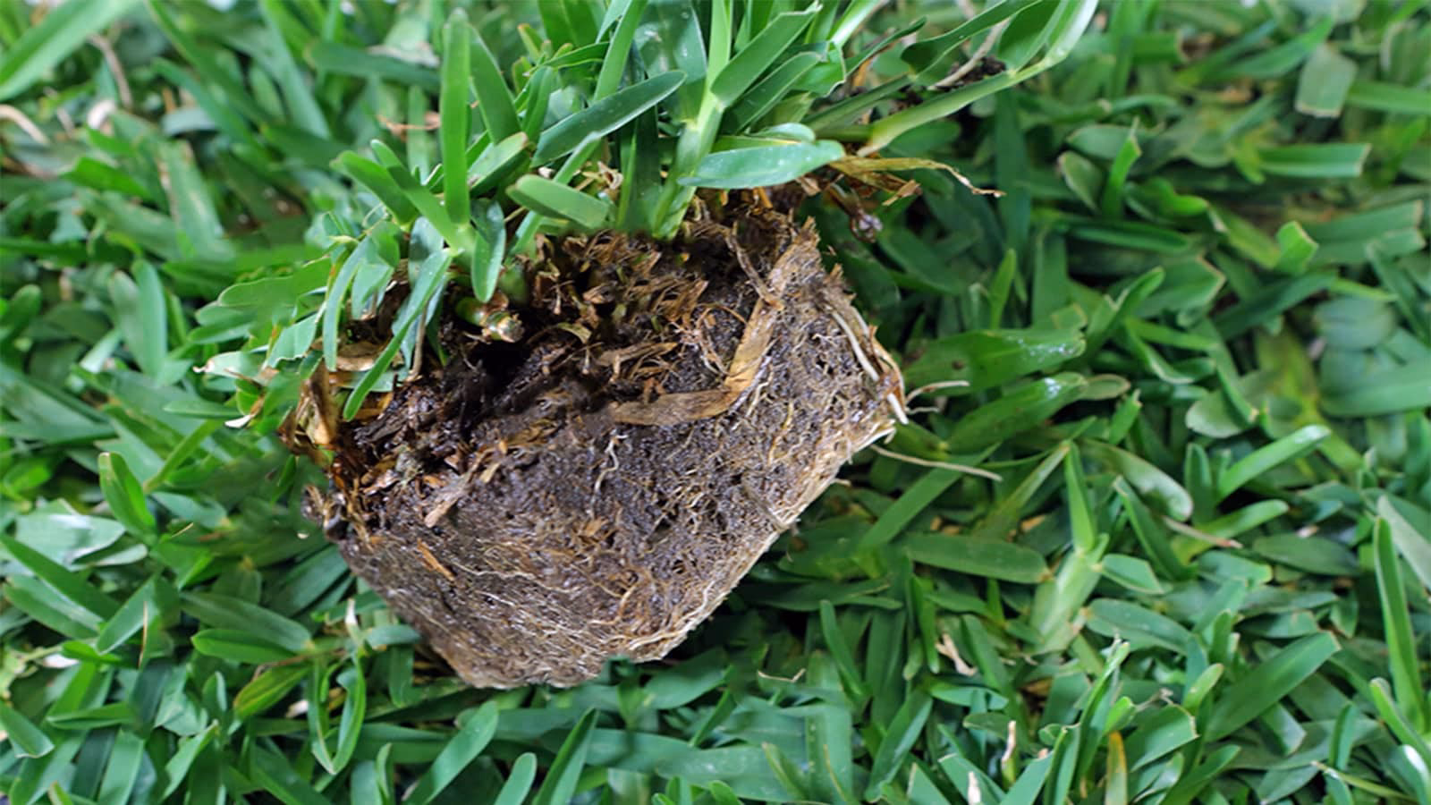 What is the Latin word for grass?