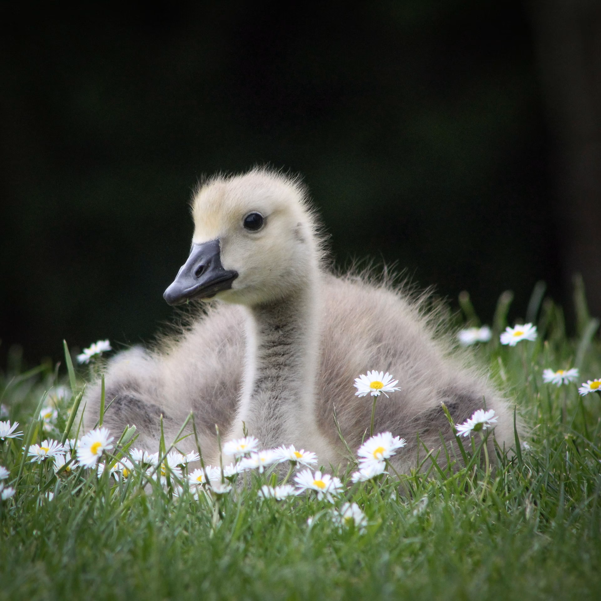 What are the different colors of call ducklings?