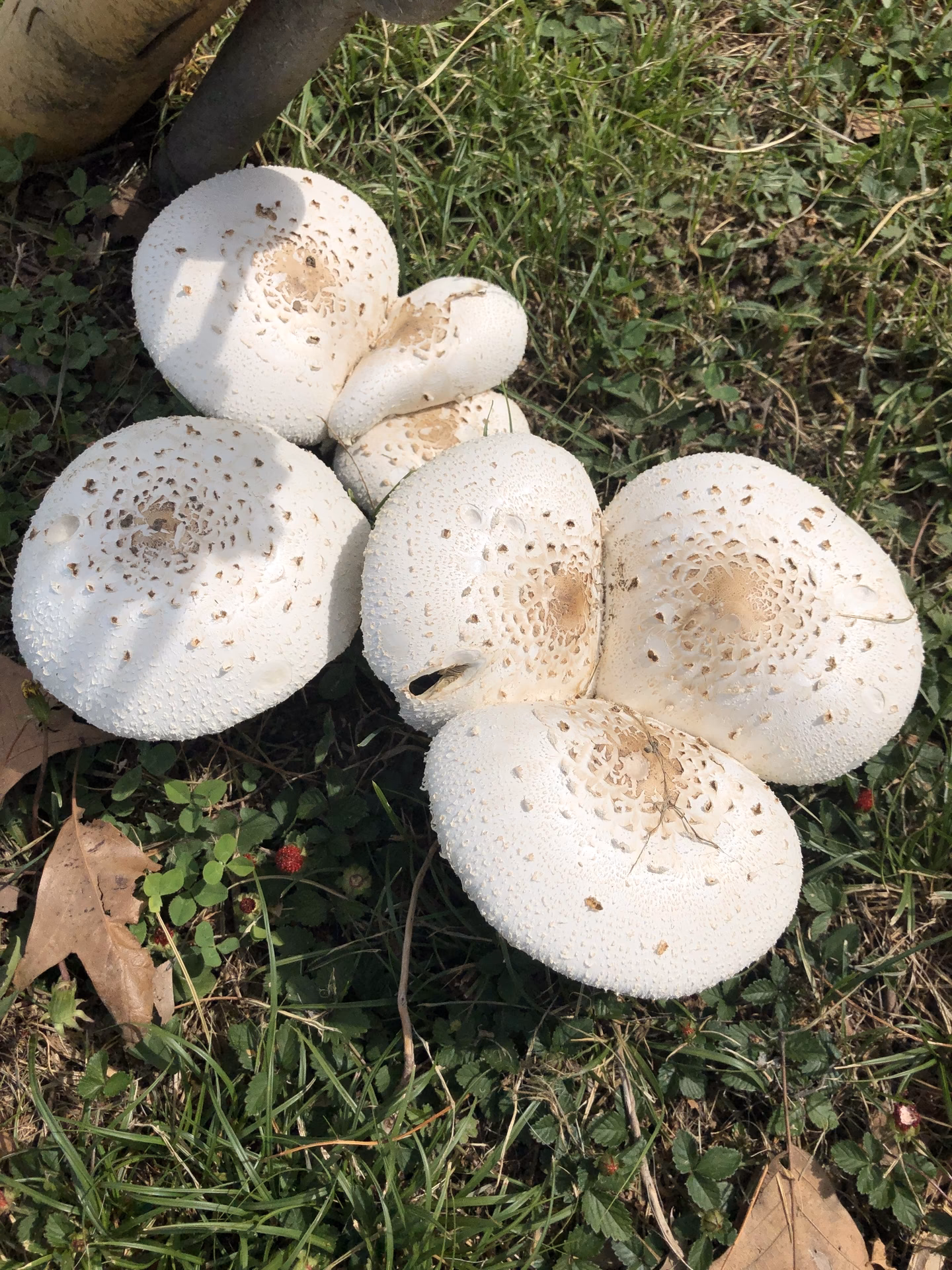 Are green Pored Mushrooms poisonous?