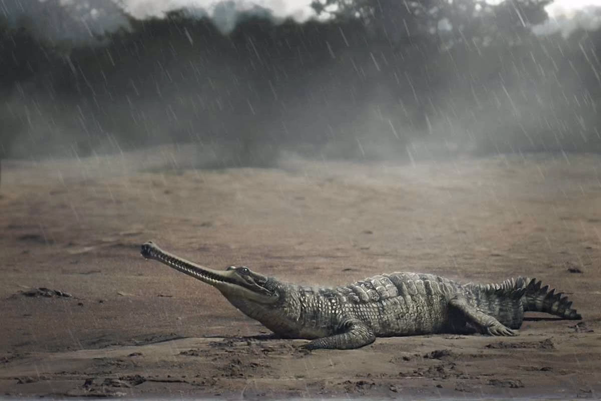 What is the type of Gryposuchus?
