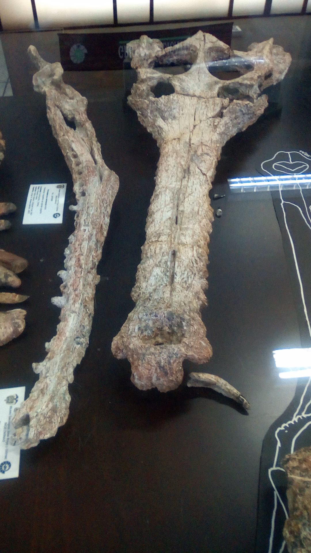 What is the neuroanatomy of Gryposuchus neogaeus?
