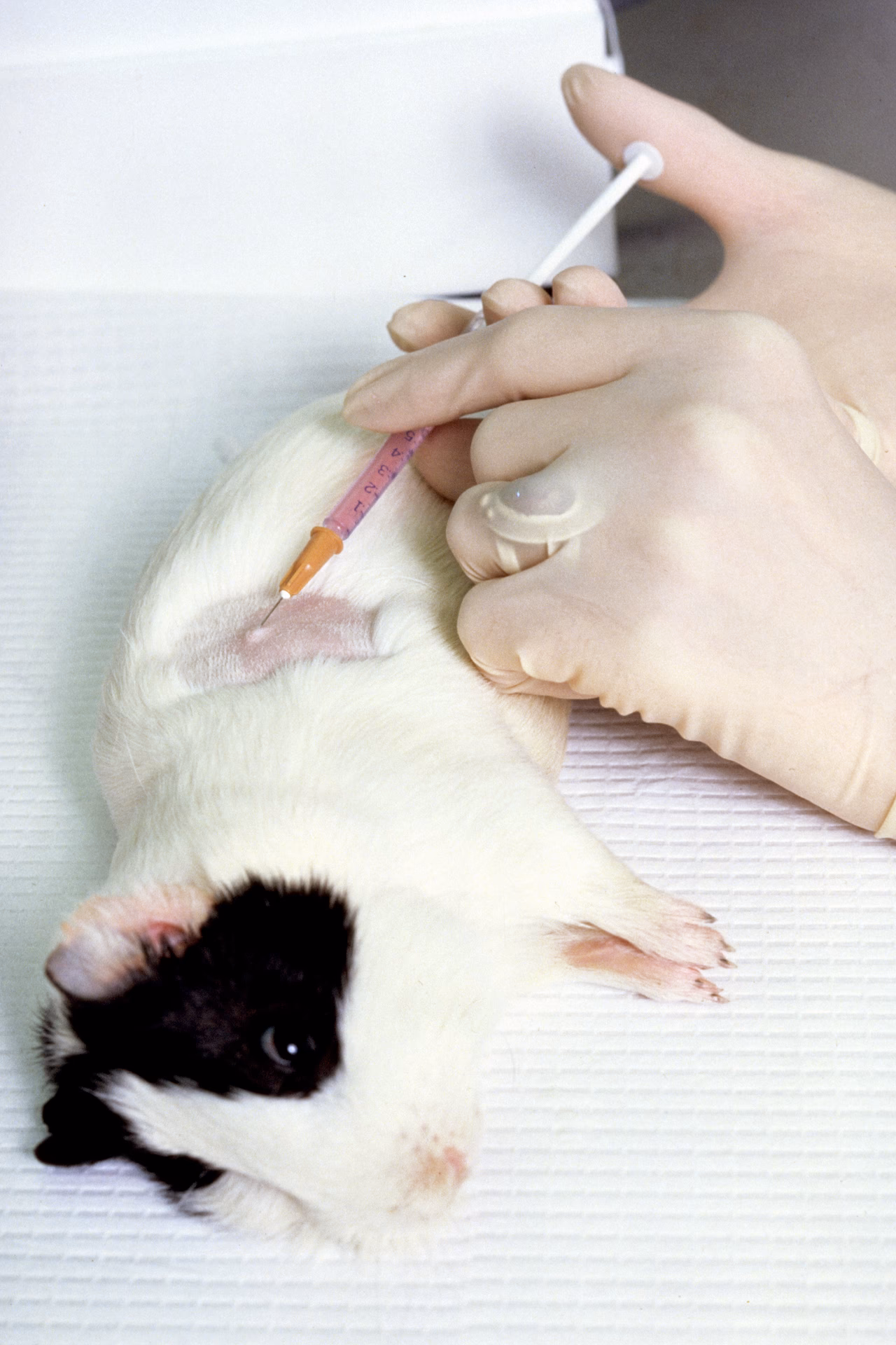 What is the laboratory guinea pig 2nd edition PDF pig?