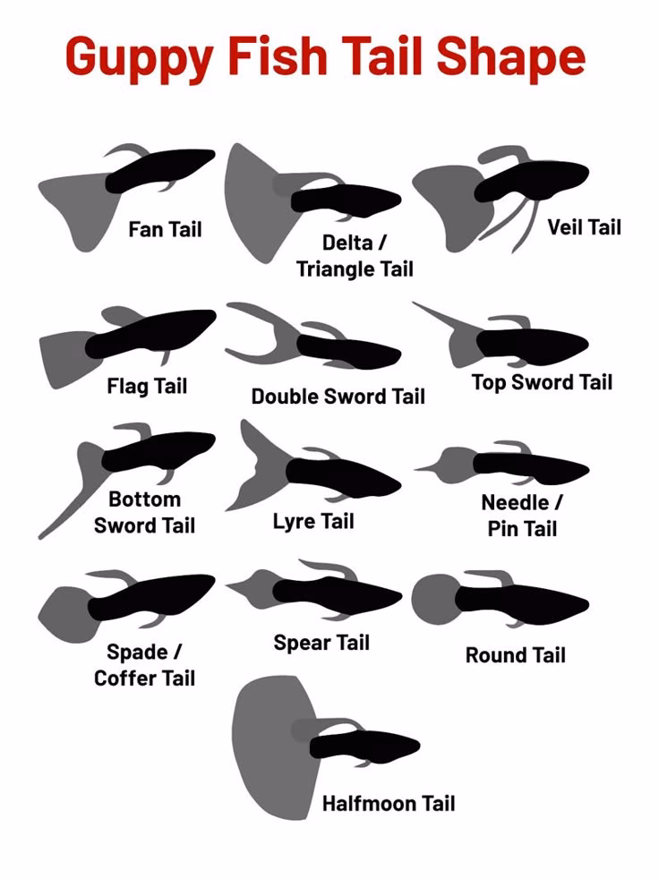 Is Guppy's tail a good item?