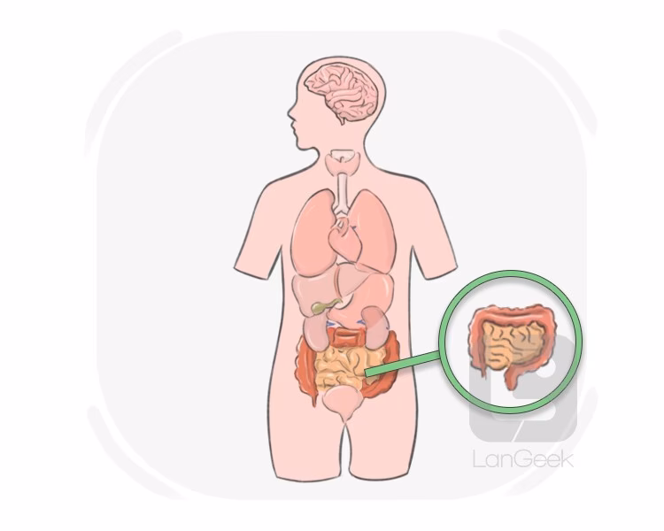 ¿Qué es el método Gut?