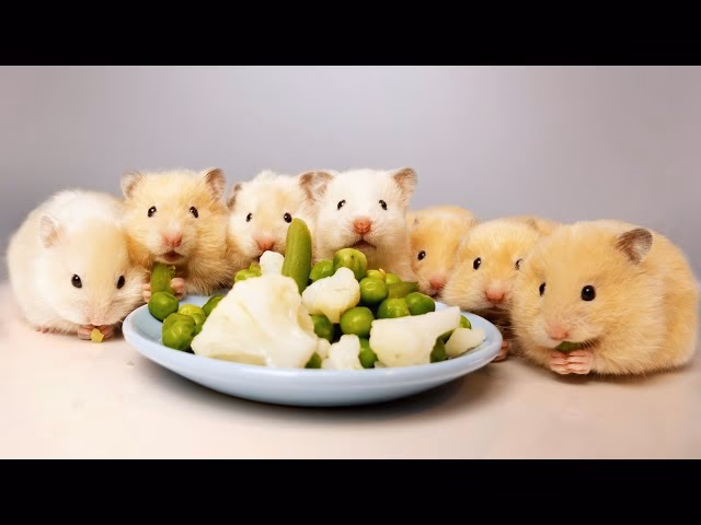 Are hamsters the cutest pets?