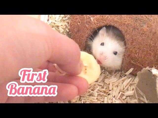 Can hamsters eat banana bread?