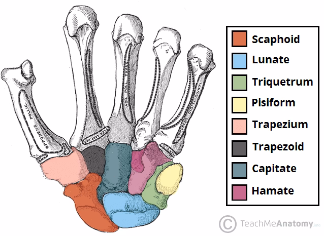 Which bones form the skeletal hand?