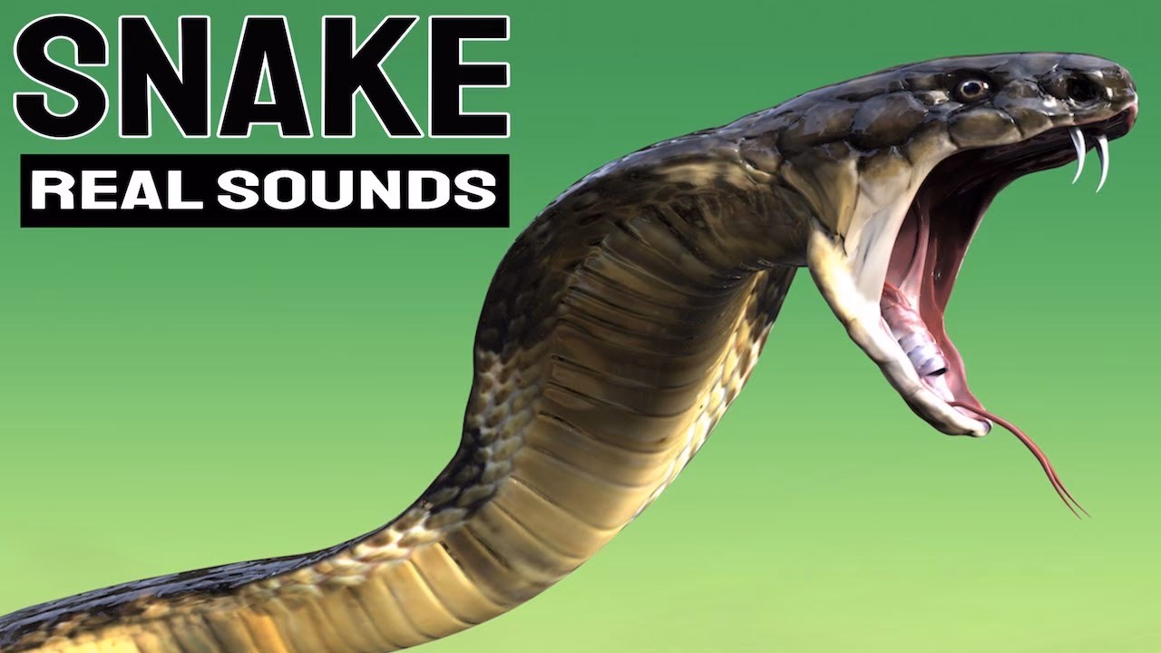 What sound does a snake make?