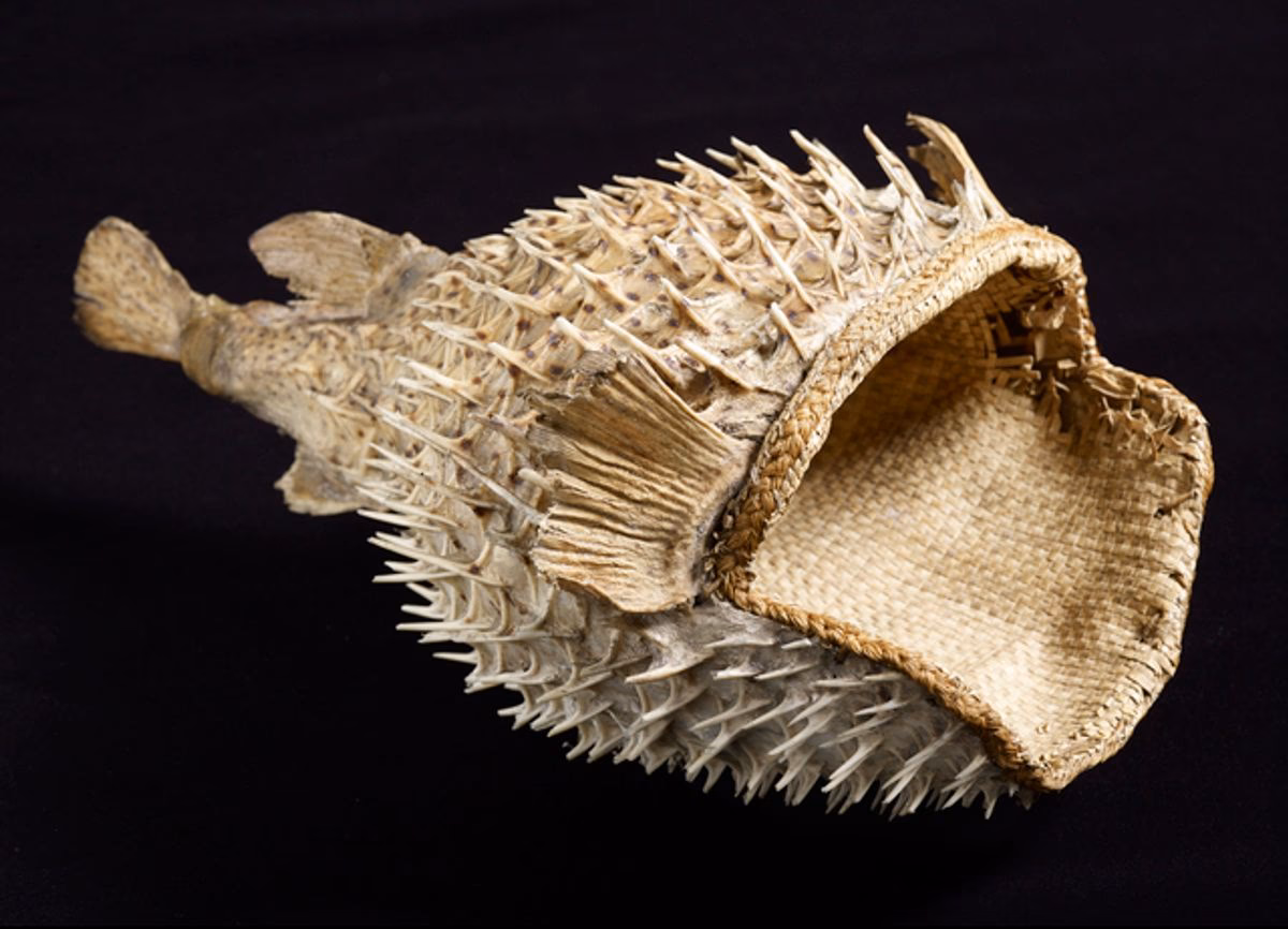 Do helmet jellyfish live in Dark Water?
