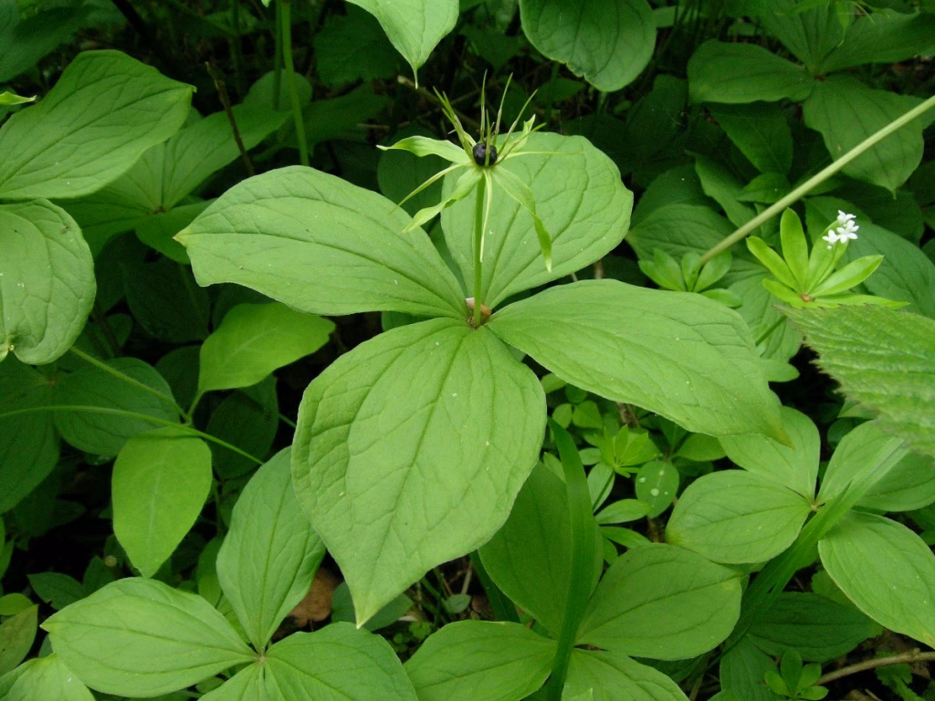 Is herb paris a perennial?