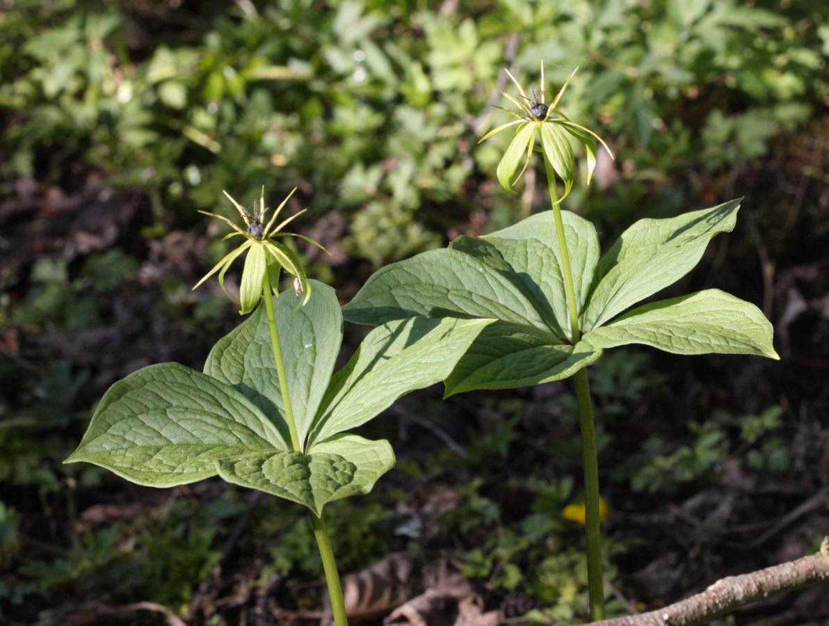 Is herb paris a perennial?