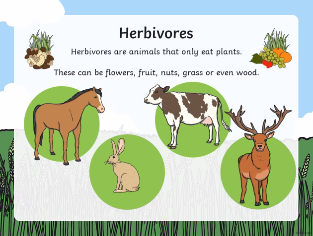 What is a carnivore & a herbivor?