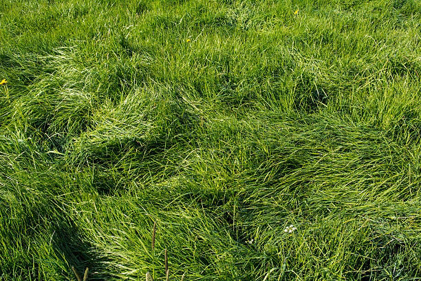 How many high resolution grass textures are there?