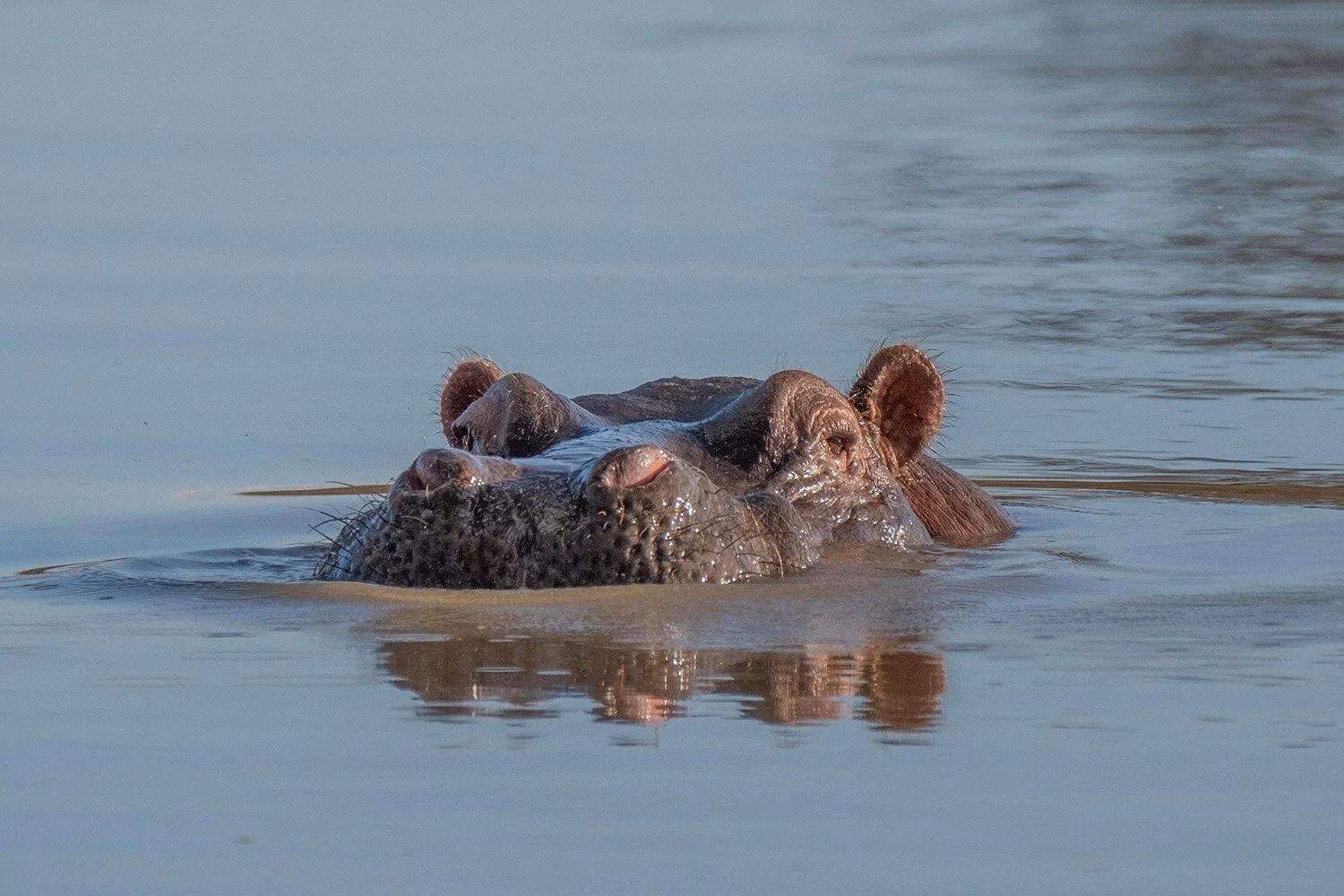 Do hippopotamuses swim?