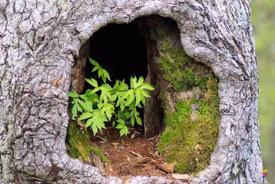 What is a synonym for a hollow?