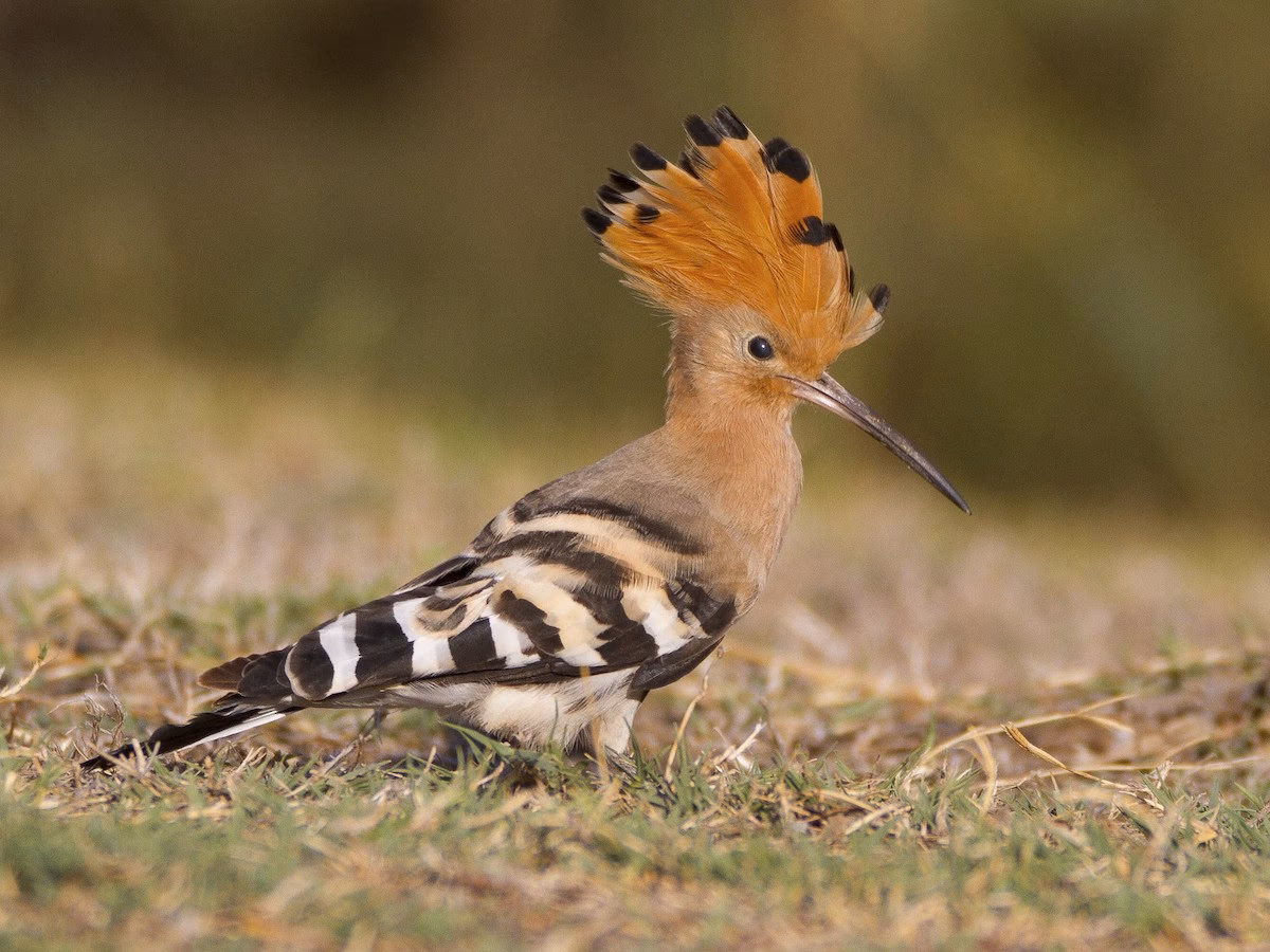 What type of bird is a hoopoe?