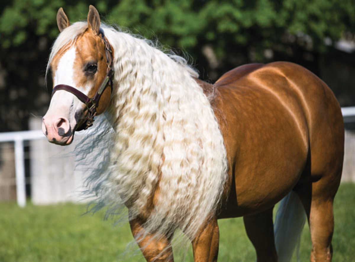 What is a hobby horse mane?