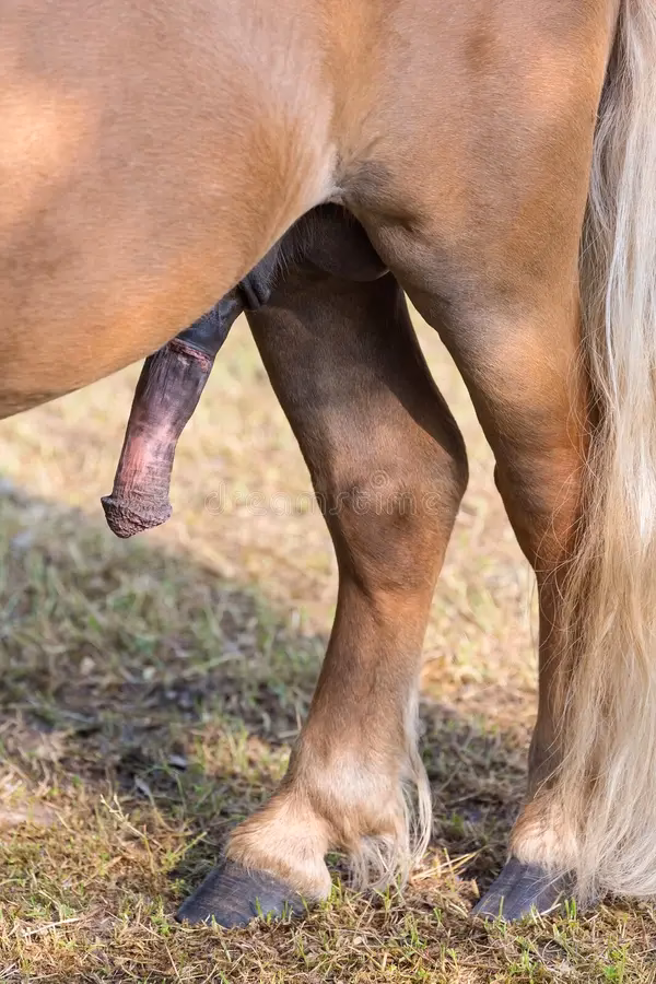 Why does a Horse's Penis lock during mating?