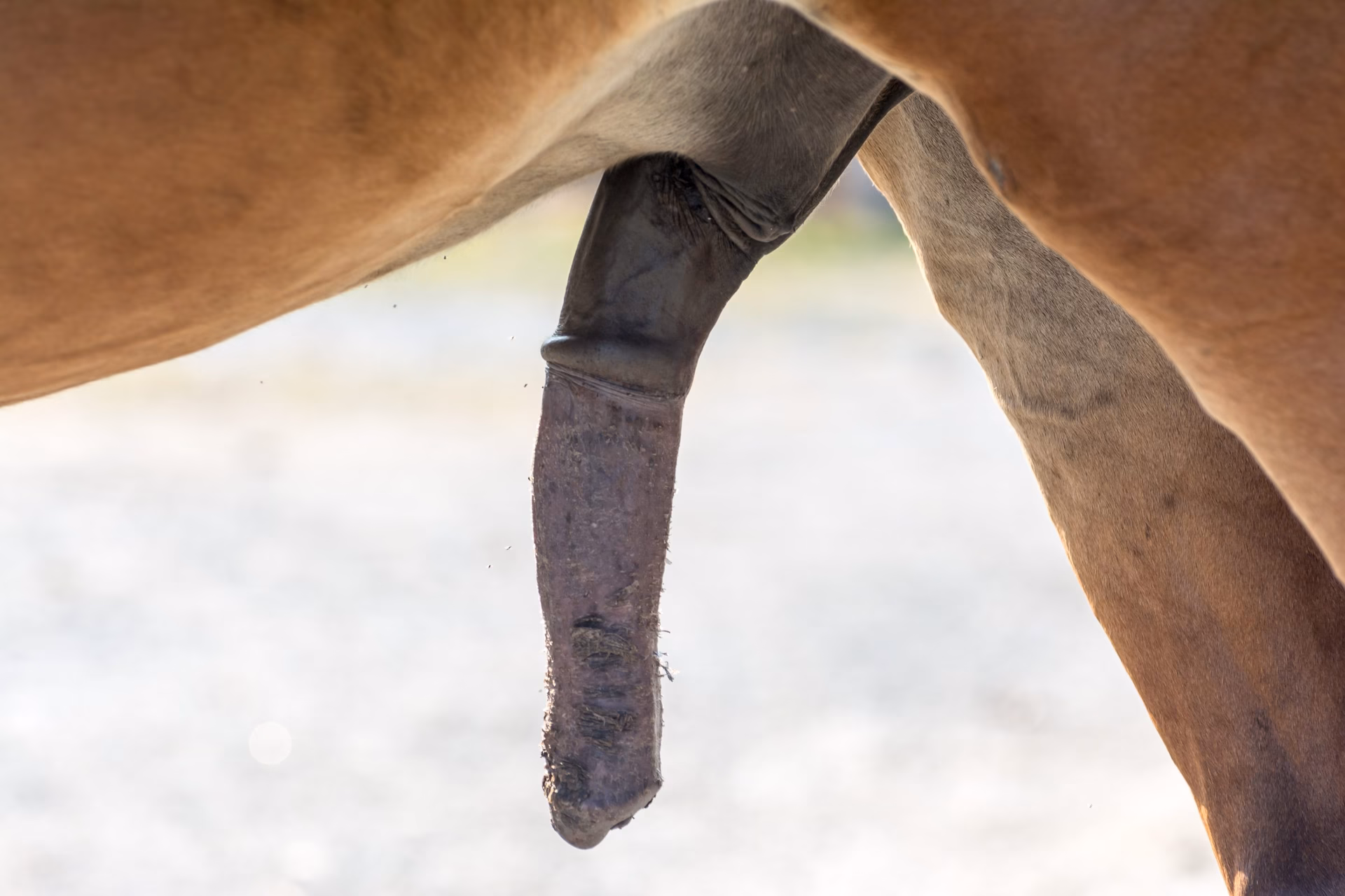What factors affect the size of a Horse's Penis?