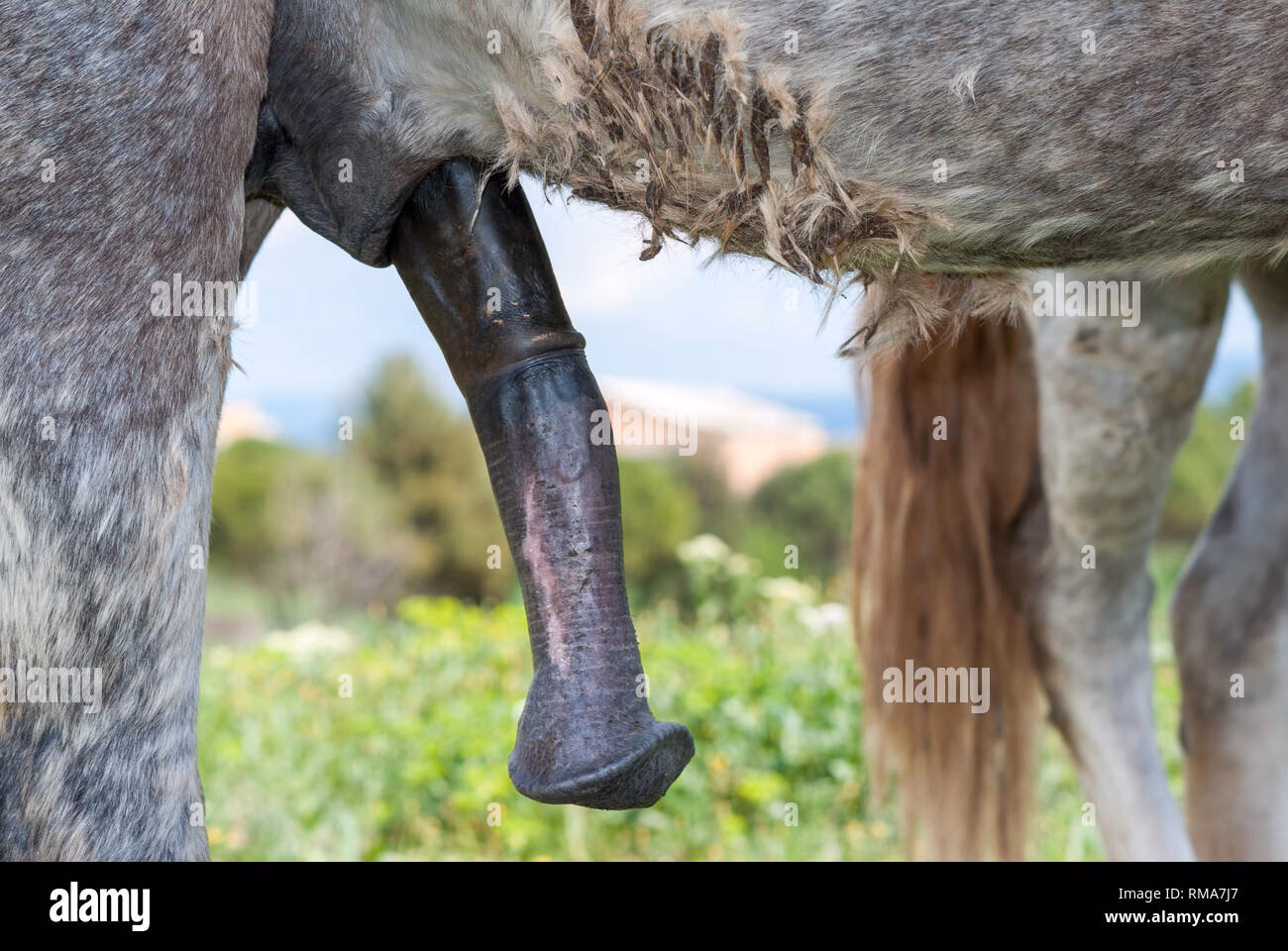 Do draft horses have bigger penis?