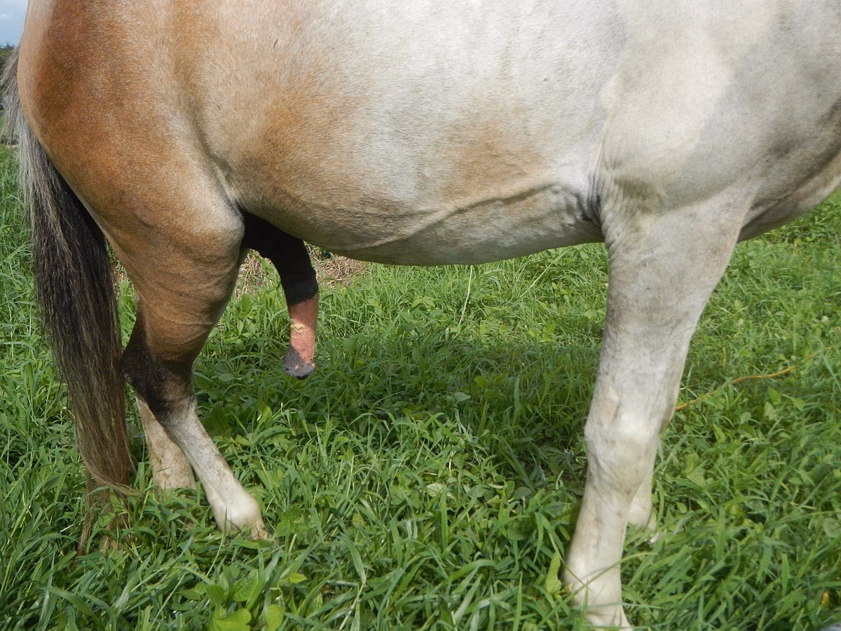 What is the average size of a stallion's penis?