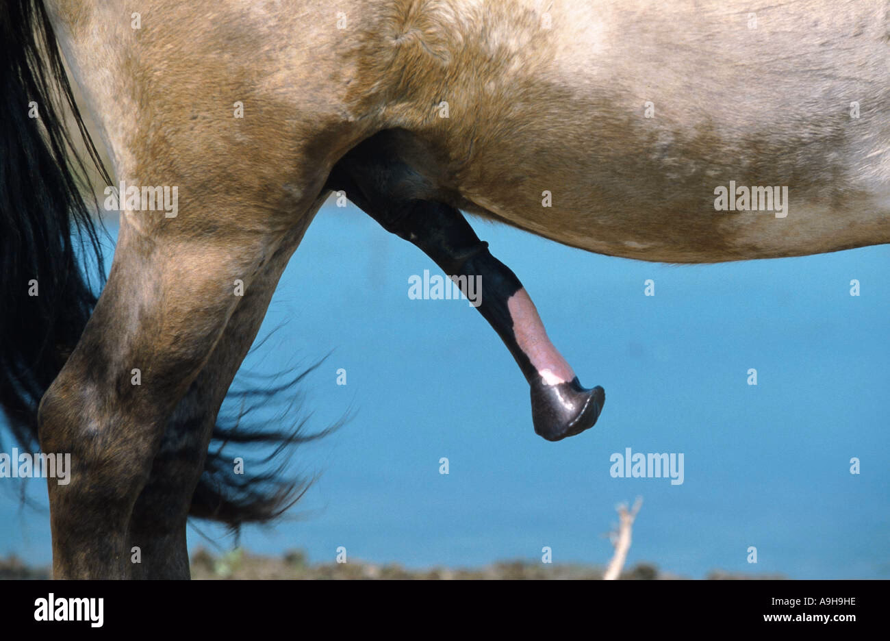 What factors affect the size of a Horse's Penis?