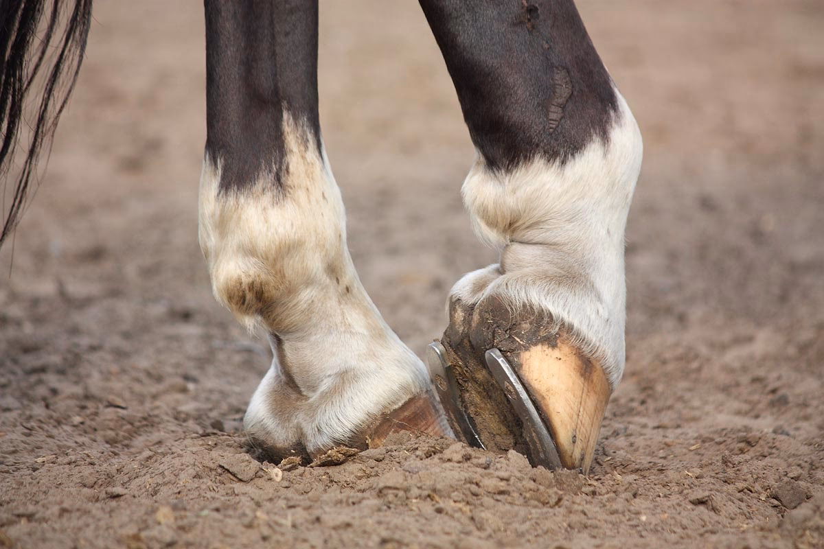 Why were horseshoes invented?