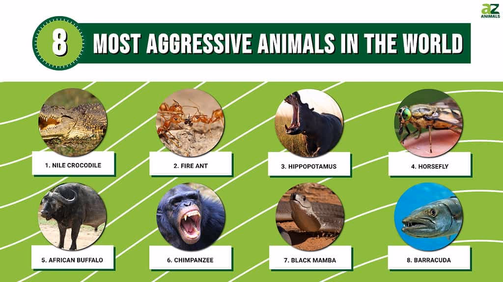 Is a hippo an aggressive animal?