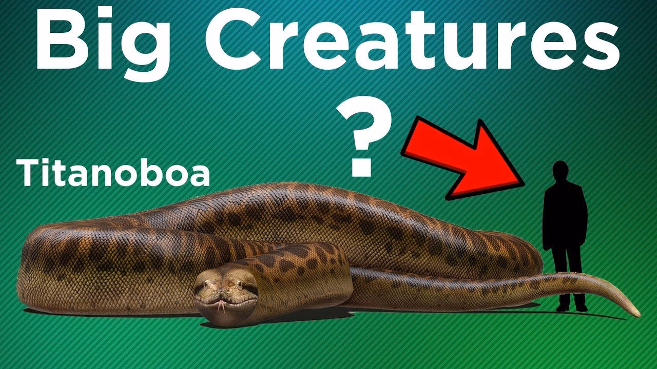 Why is animal size so important?