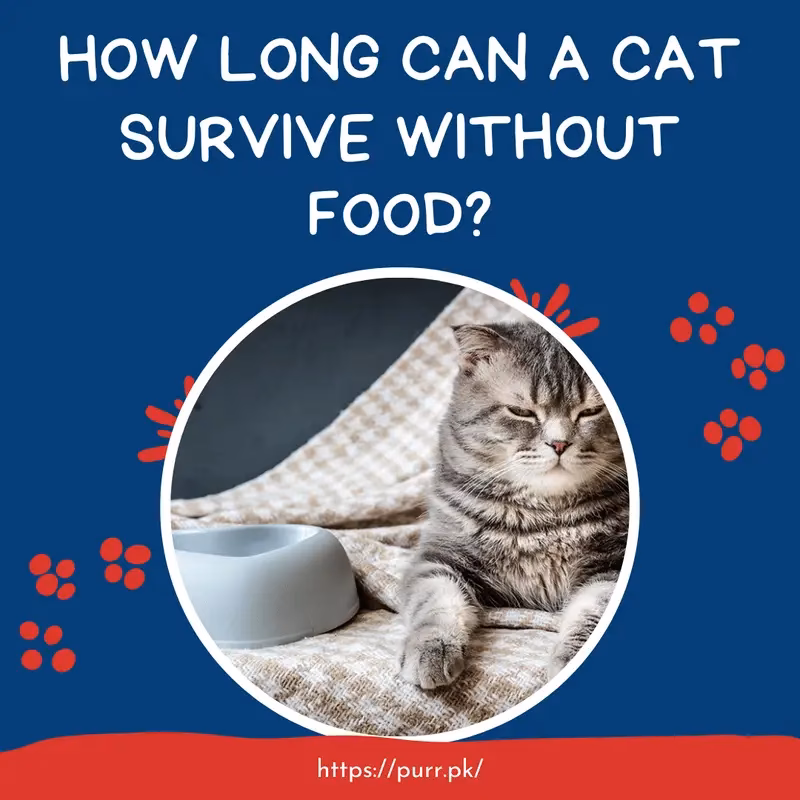 How long does it take a cat to die if it stops eating?