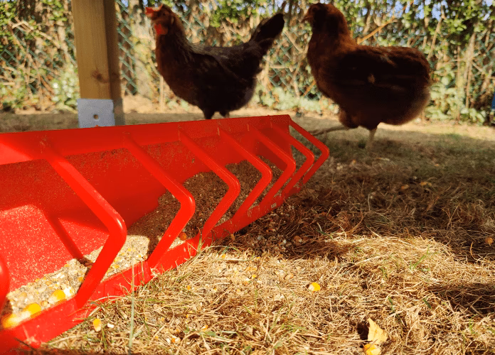 How long can chickens go without food?
