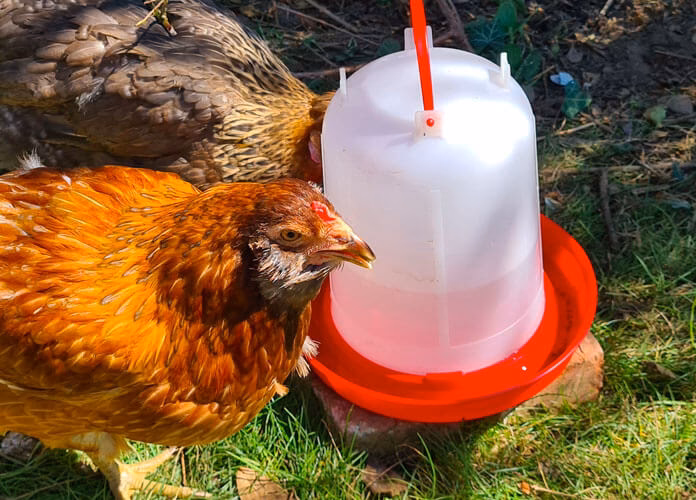 How long can new hatched chicks go without food or water?