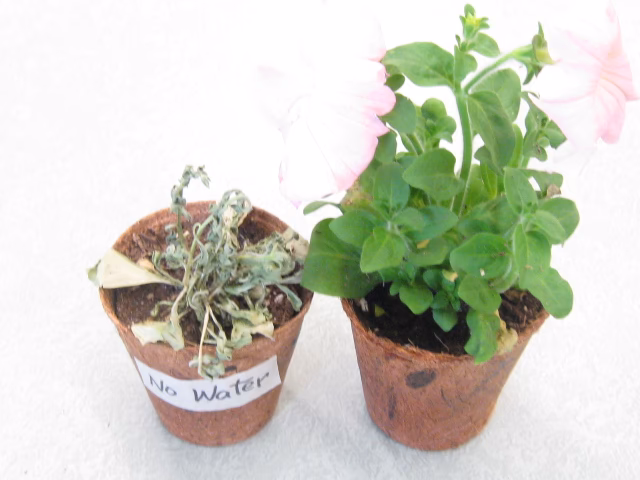 How long can a dormant plant go without water?